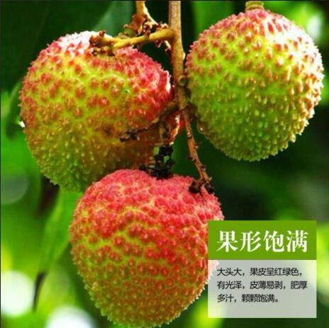 在拼多多看到一家叫联惠通水果特产店的妃子笑荔枝怎么样