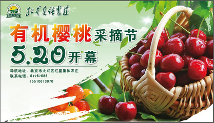 红星集体农庄有机樱桃采摘节 5.20真情与您相约