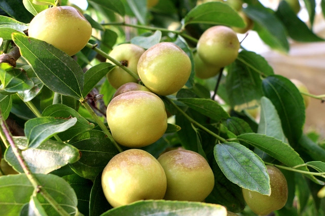 脱贫攻坚看阎良,阎诚脆枣成当地“致富果”