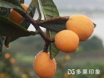 重庆馆 优质特色农产品品牌