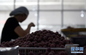 果品深加工 趟出致富路