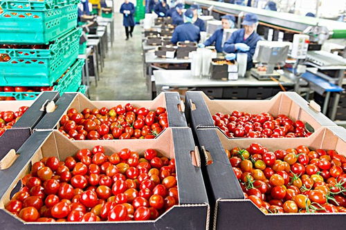 在农村办一个小型加工厂,加工什么项目稳赚不赔