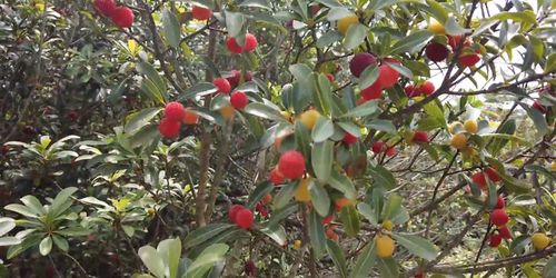 这个夏天,去这里实现水果自由