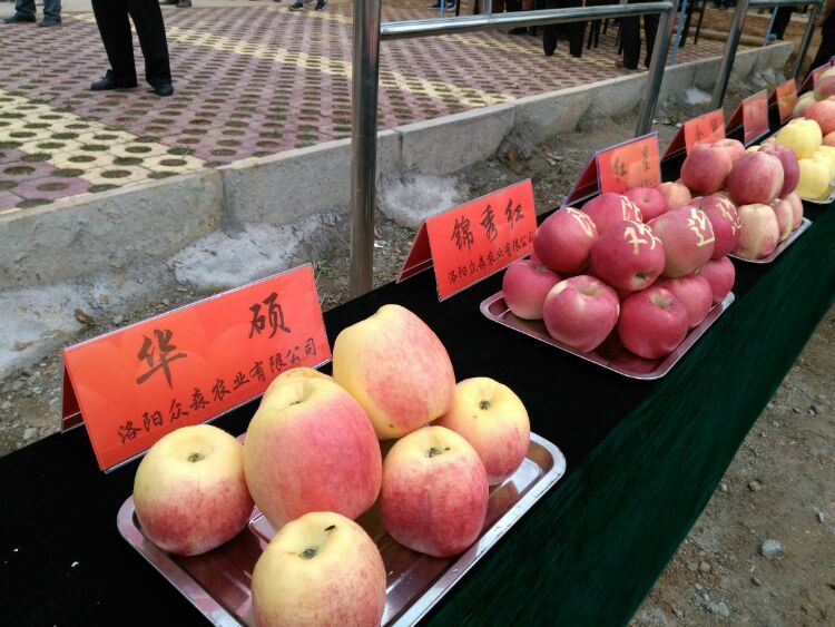 中国洛宁第十二届河洛金秋上戈苹果文化节开幕