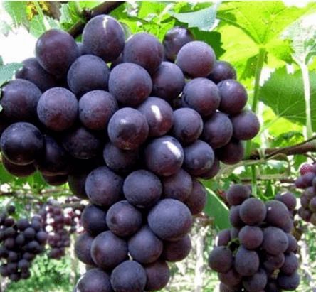 华蓥的葡萄熟了 可以吃到十月初哦