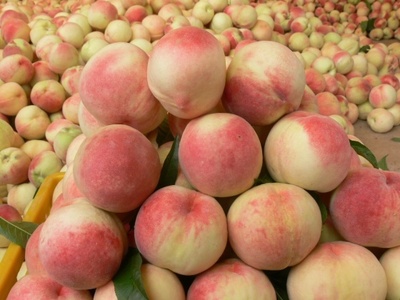 “瓜果之乡”甘肃秦安成西北最大的果品生产基地(图)--天水在线